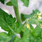 Cómo eliminar pulgones en tomate: métodos efectivos para proteger tu cultivo