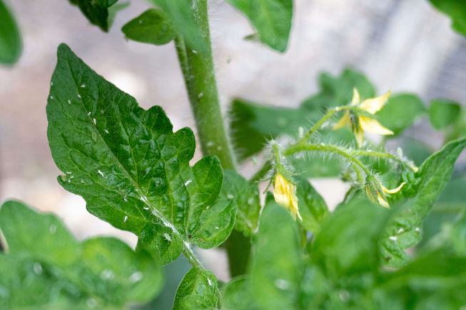 Cómo eliminar pulgones en tomate