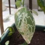 Hojas blancas en planta de chile: causas, diagnóstico y soluciones efectivas