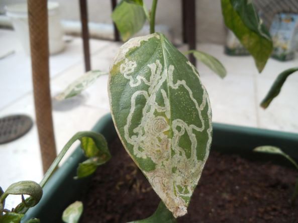 Hojas blancas en planta de chile