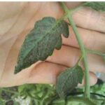 Manchas negras en hojas de tomate: causas, diagnóstico y soluciones efectivas