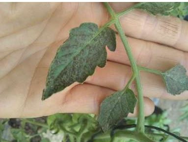 Manchas negras en hojas de tomate