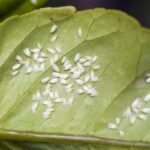 Cómo combatir la mosca blanca: guía completa para controlar y prevenir esta plaga