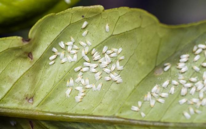 Cómo combatir la mosca blanca