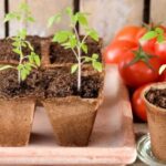Cómo sembrar tomate paso a paso: guía completa para lograr una cosecha abundante