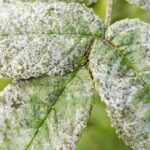 ¿Por Qué Aparecen Hongos en las Hojas? Causas, Síntomas y Cómo Eliminarlos