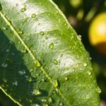 Hojas Pegajosas en Limonero: Causas, Tratamientos y Cómo Recuperar el Árbol