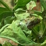 Plaga que enrolla hojas de tomate: causas, identificación y control efectivo