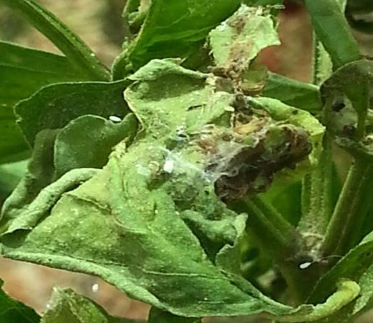 Plaga que enrolla hojas de tomate