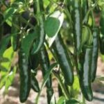 ¿Cuánto tarda en crecer el chile serrano? Tiempo de desarrollo y cosecha paso a paso