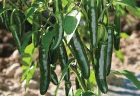 ¿Cuánto tarda en crecer el chile serrano?