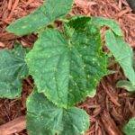 Manchas amarillas en hojas de pepino: causas y soluciones efectivas