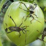 ¿Qué insecto come hojas de tomate? Cómo identificar la plaga y controlarla