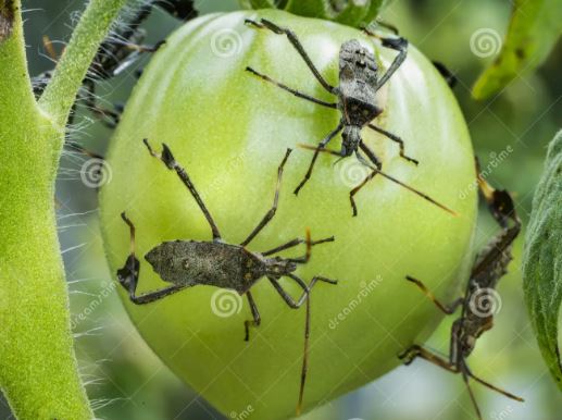 ¿Qué insecto come hojas de tomate?