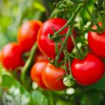 Cada cuánto regar tomates: frecuencia ideal según clima y etapa de cultivo