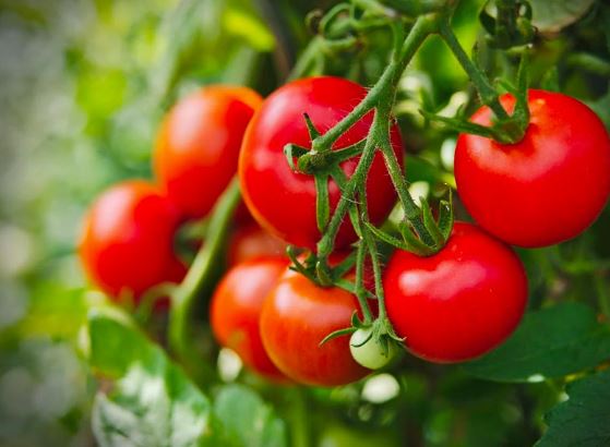 Cada cuánto regar tomates