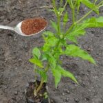 Mejor fertilizante para chile habanero: cómo elegirlo para lograr una mayor producción