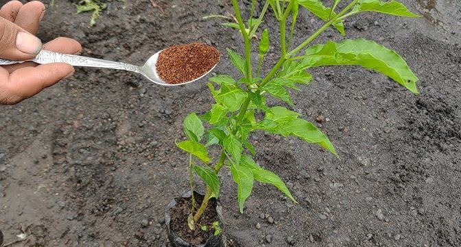 Mejor fertilizante para chile habanero
