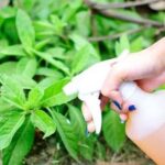 Cómo hacer fertilizante casero: métodos fáciles y efectivos para nutrir tus plantas
