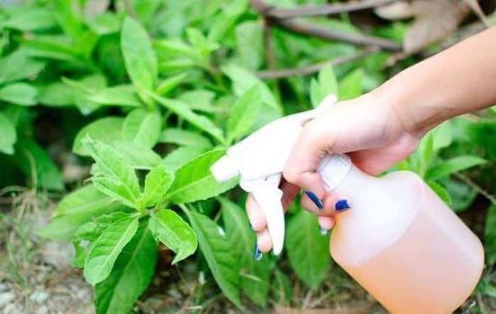 Cómo hacer fertilizante casero