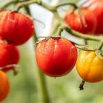 Exceso de riego en tomate: síntomas, daños y cómo salvar tus plantas a tiempo