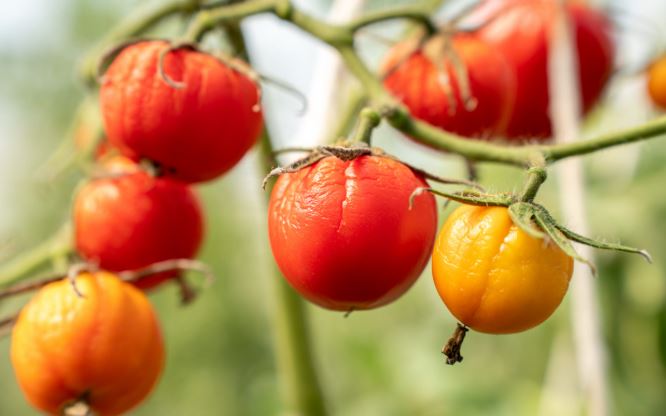 Exceso de riego en tomate