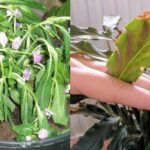 Cómo saber si una planta necesita agua: señales claras para regarla a tiempo