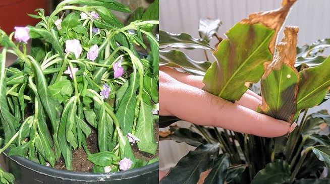 Cómo saber si una planta necesita agua