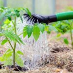 ¿Cuánta agua necesita un cultivo de tomate? Guía práctica para un riego eficiente