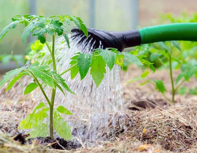 ¿Cuánta agua necesita un cultivo de tomate?