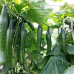 Cómo cultivar pepino en casa: guía completa para obtener una cosecha abundante
