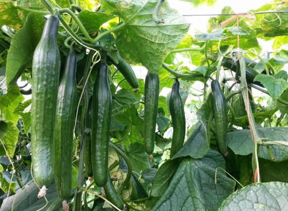 Cómo cultivar pepino en casa