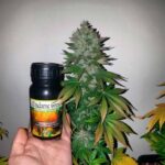 Fertilizante para aumentar la floración: cómo lograr más flores y mejor producción