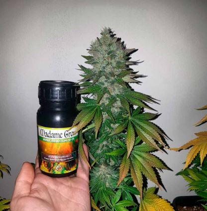 Fertilizante para aumentar la floración