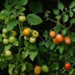 ¿Por Qué Mi Tomate No Da Frutos? Causas, Soluciones y Cómo Mejorar la Producción