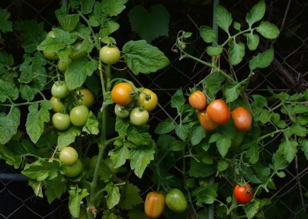 ¿Por Qué Mi Tomate No Da Frutos?