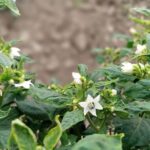 Por Qué Se Caen las Flores del Chile: Causas, Soluciones y Cómo Evitar la Caída Floral