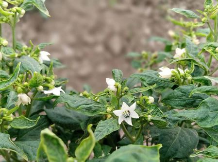 Por Qué Se Caen las Flores del Chile