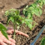 Distancia correcta entre plantas de tomate: guía para lograr una producción saludable y abundante