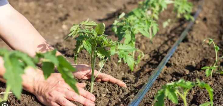 Distancia correcta entre plantas de tomate
