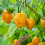 ¿Cuánto produce una planta de chile habanero? Rendimiento y factores clave