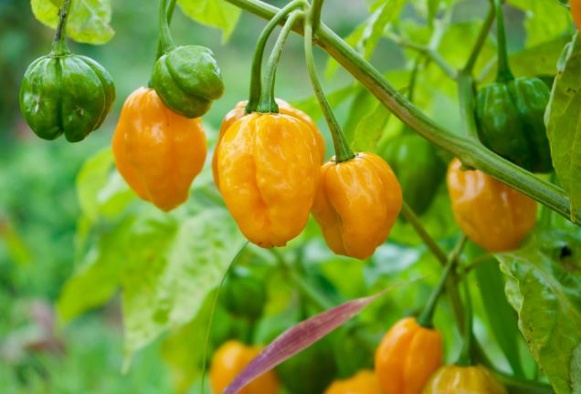 ¿Cuánto produce una planta de chile habanero?