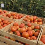 Cómo aumentar la producción de tomate: estrategias efectivas para obtener mayores rendimientos