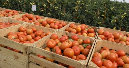 Cómo aumentar la producción de tomate